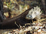 komodo - komodo dragon.jpg
